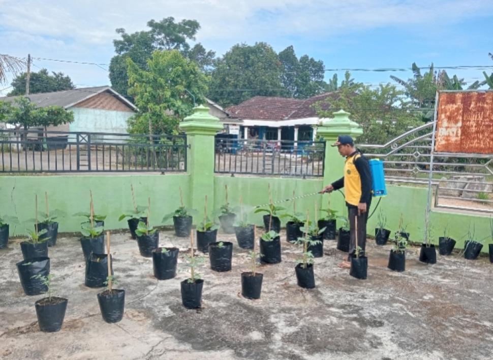 Pegawai KUA Way Bungur Siram dan Pupuk Tanaman, Wujud Kepedulian Lingkungan